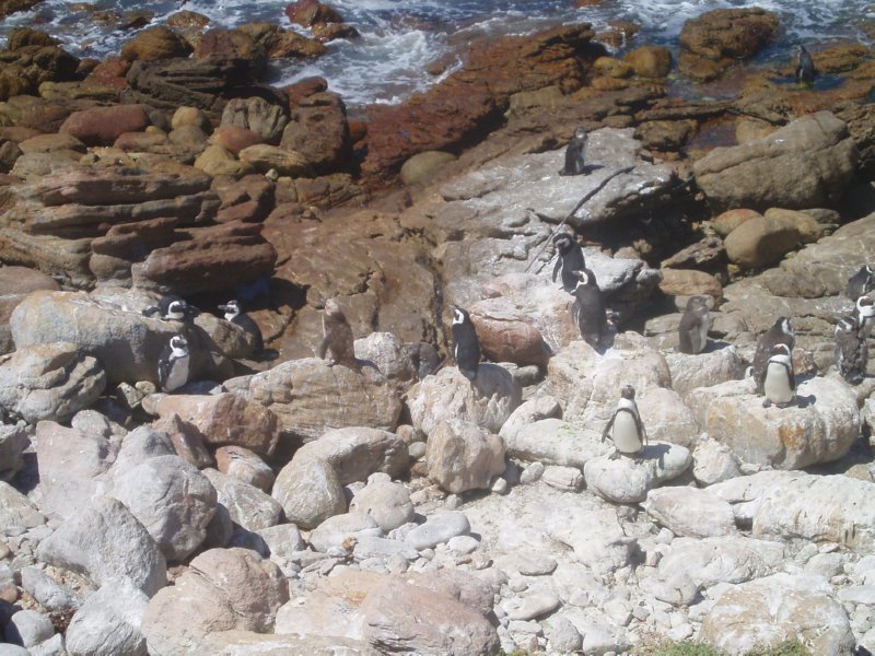 KeHa_in_South_Africa - 167